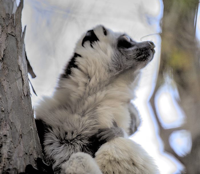 Verreaus sifaka